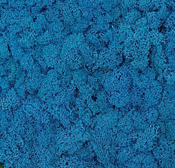 BENETTI MOSS_blue.JPG