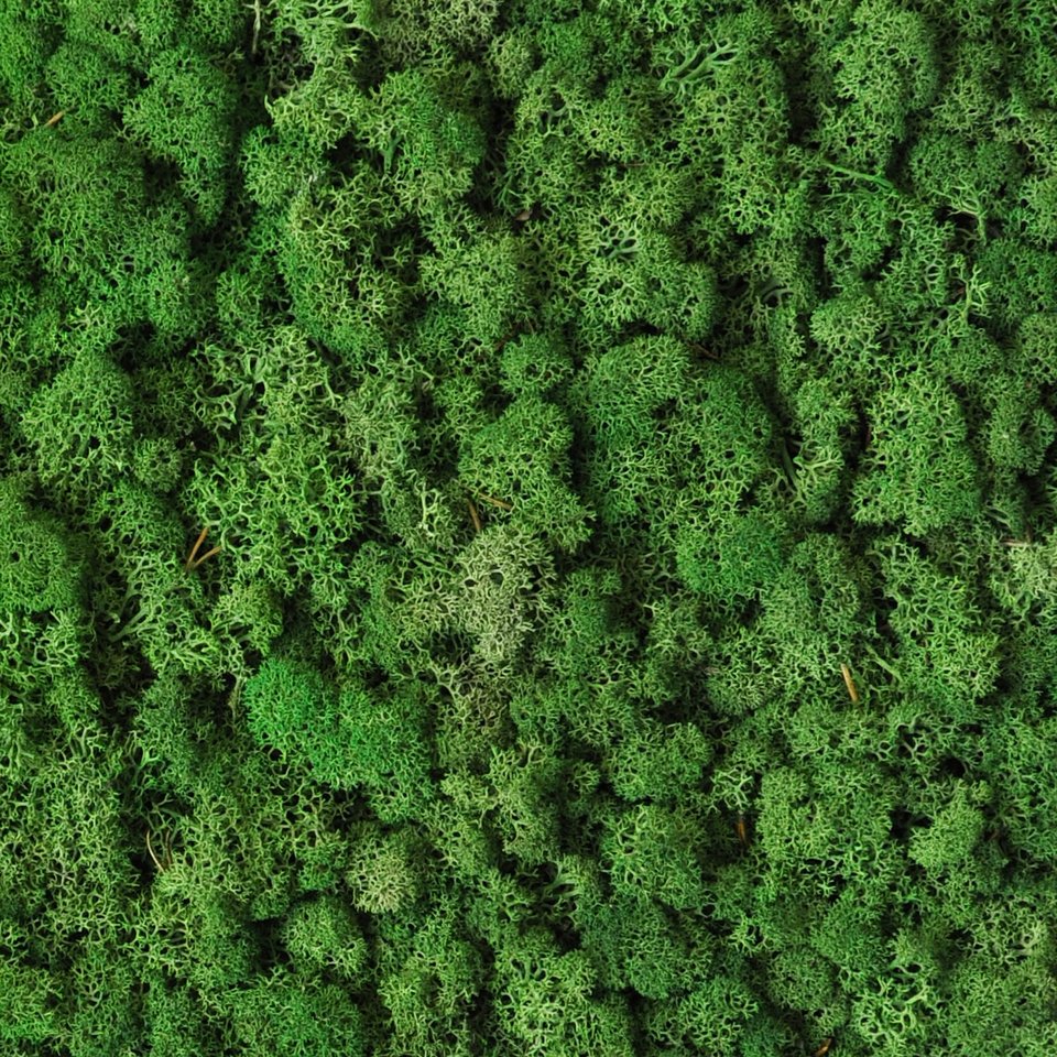 BENETTI MOSS_Forest.jpg