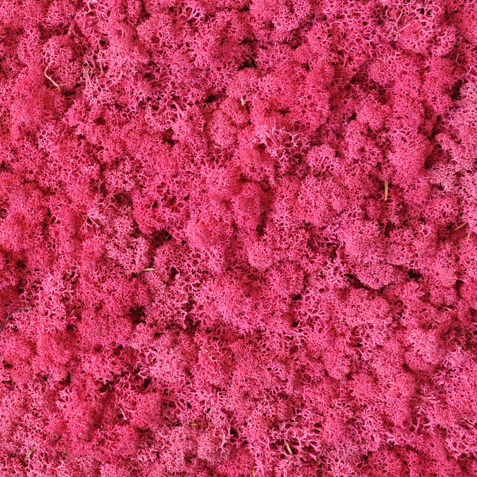 BENETTI MOSS_Fuxia.jpg