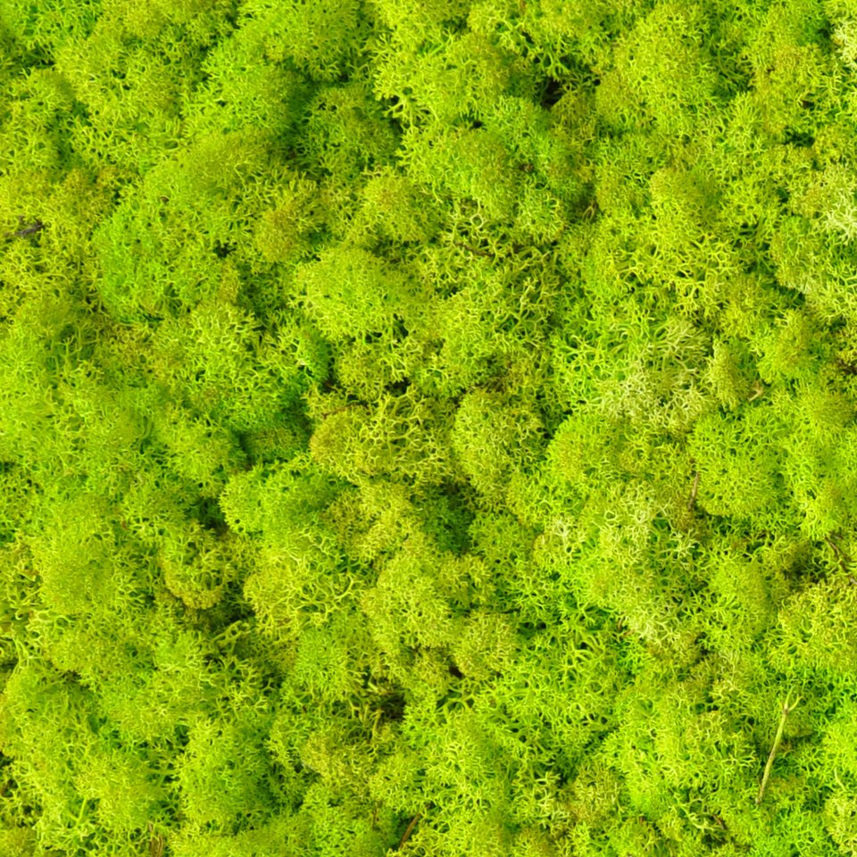 BENETTI MOSS_Grass.jpg