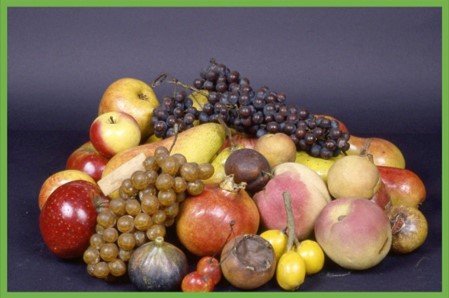 collezione pomologica.jpg