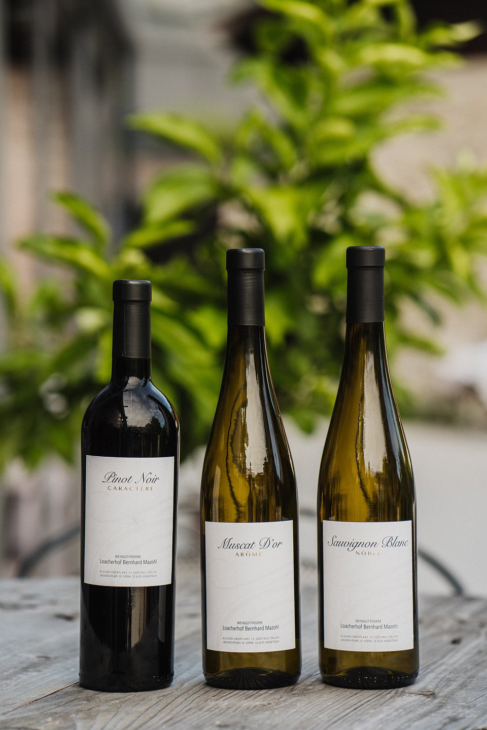 das stachelburg_Wine (7).jpg