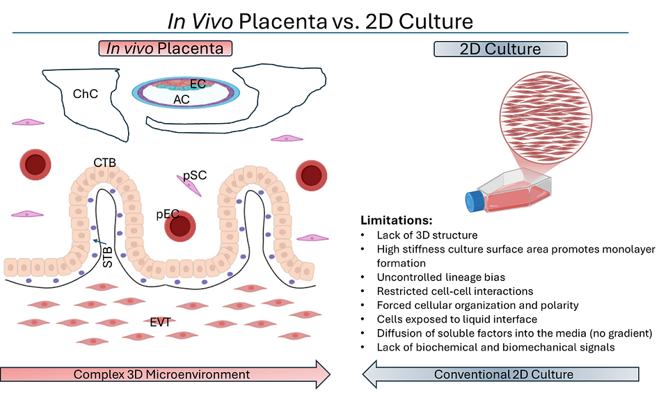 In Vivo Placenta vs 2D Culture.png