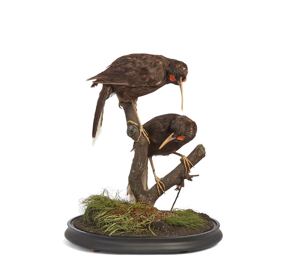 Lot 56:
A pair of rare extinct taxidermy New Zealand Huia birds (Heteralocha acutirostris), late 19th century, comprising full mount adults, the female perched above the male on a tree branch, on a naturalistic ebonised base with soil and grass, within a later glass dome, approx. 57cm high, 40cm wide, 32cm deep overall