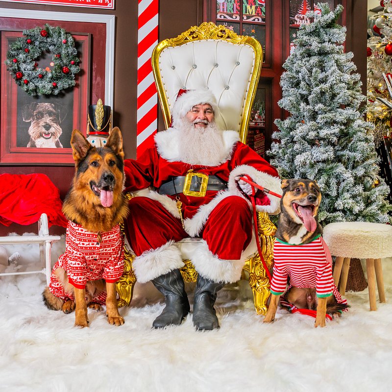 MBWIL_SANTA PAWS 25_AOAKS-314.jpg