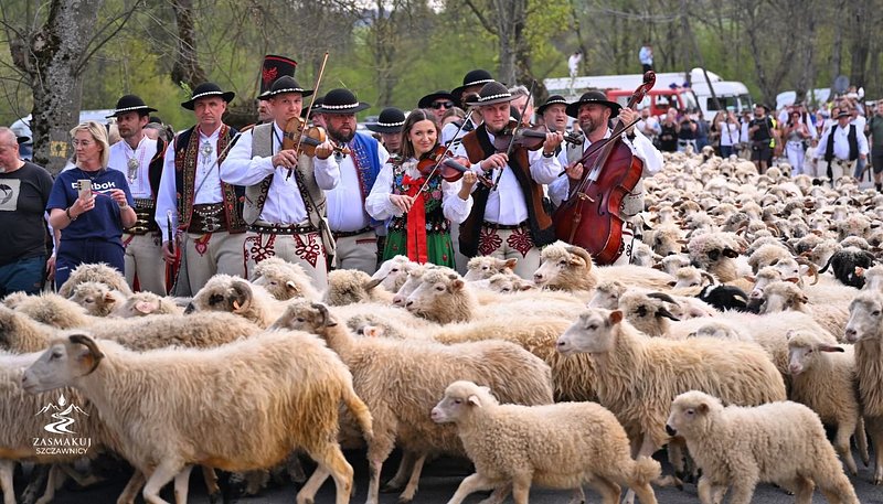 Redyk Wiosenny Szczawnica 4.jpg