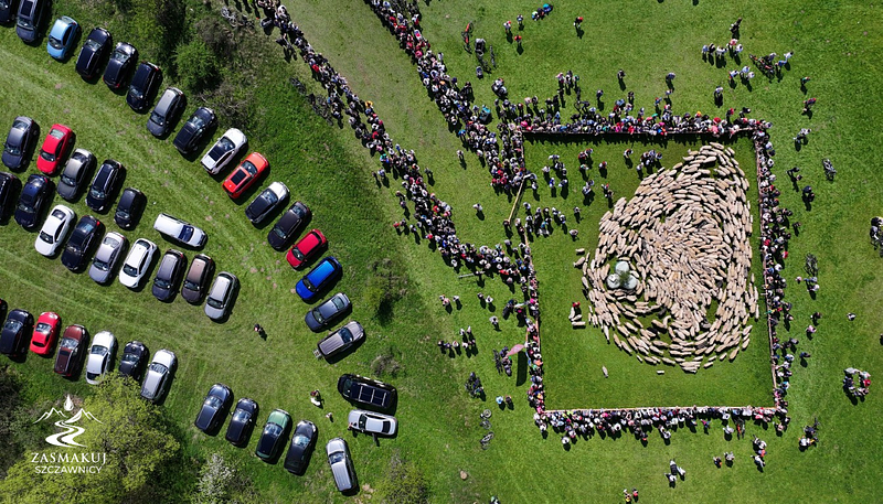 Redyk Wiosenny Szczawnica 1.png