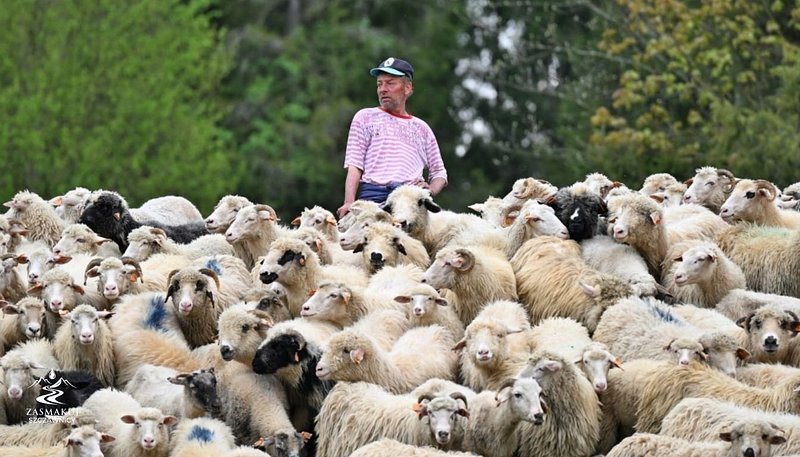 Redyk Wiosenny - Szczawnica 4.jpg