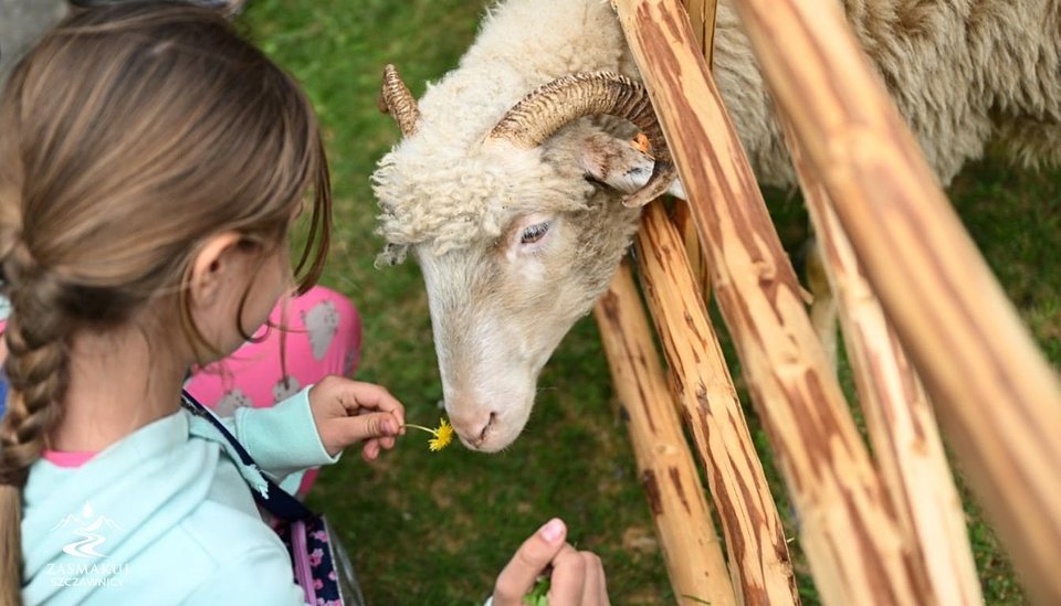 Zagroda z owcami - majówka w Szczawnicy 