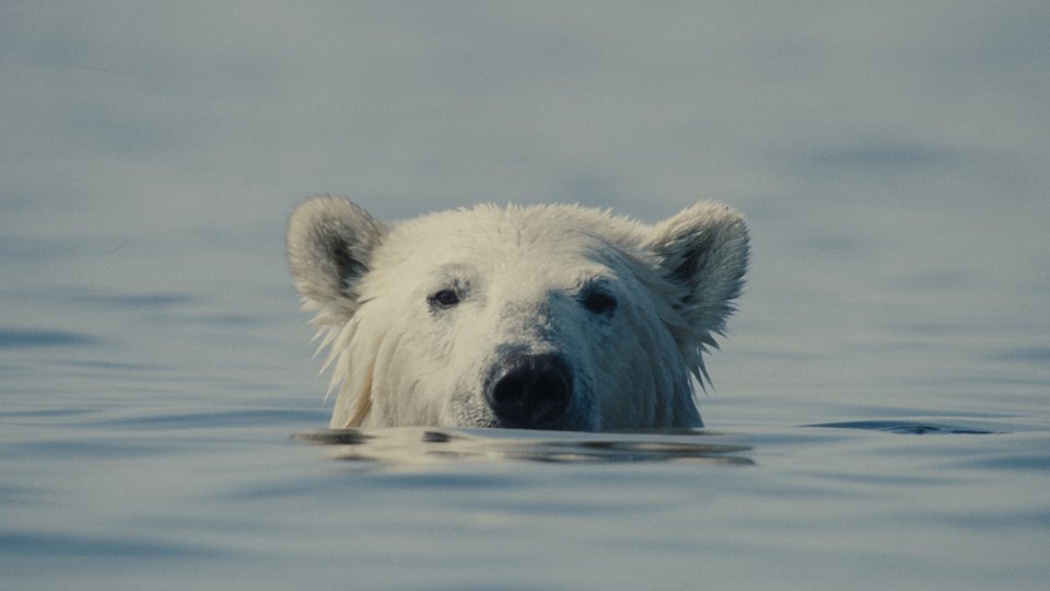 NuisanceBear_Still (1).jpg