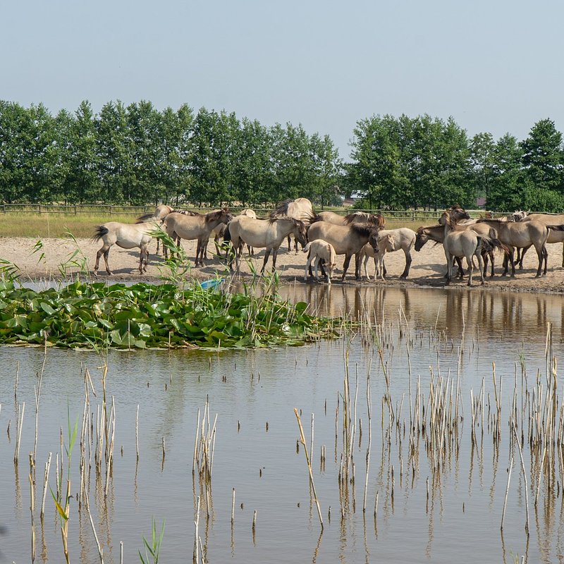 WWF Polska_Koniki_fot.E. Paluszkiewicz.jpg