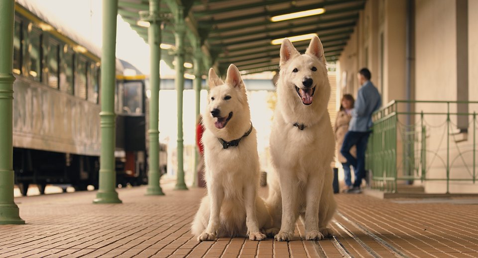 © 2025 CANAL+ Polska S.A. i Telewizja Polska S.A.