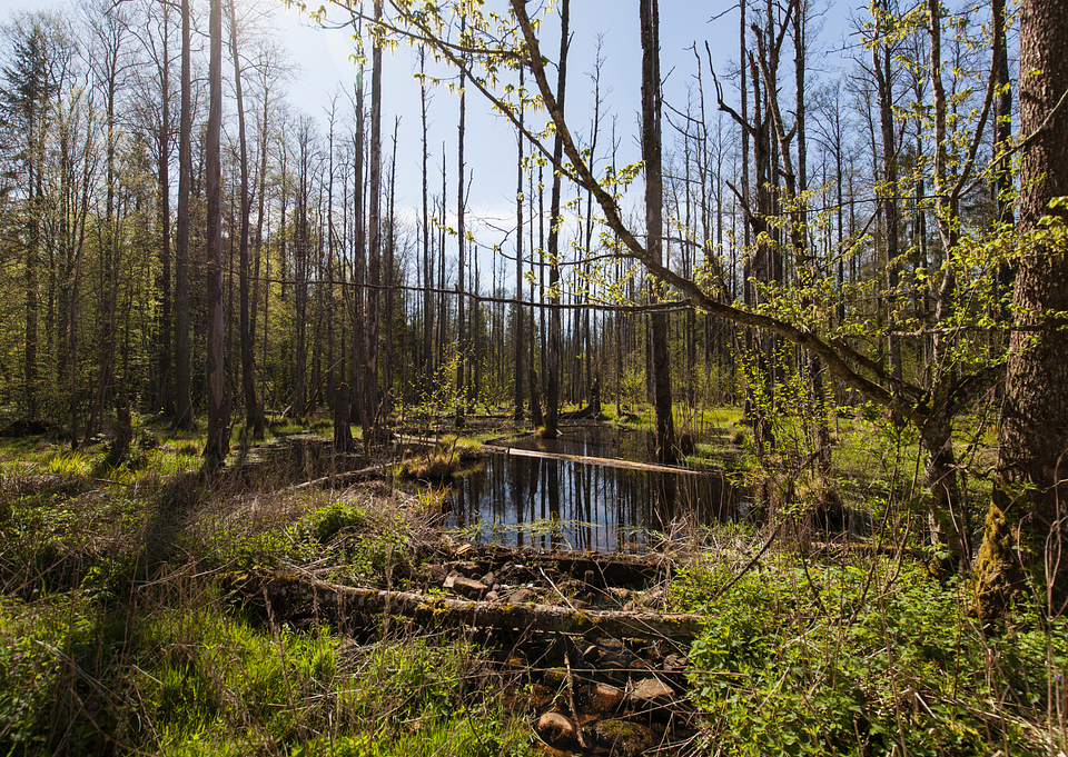 białowieza.png
