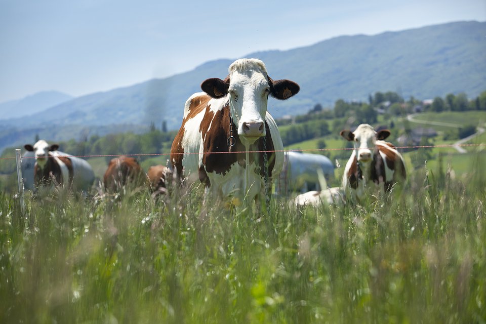 herd-cows-producing-milk-gruyere-cheese-france-spring.jpg