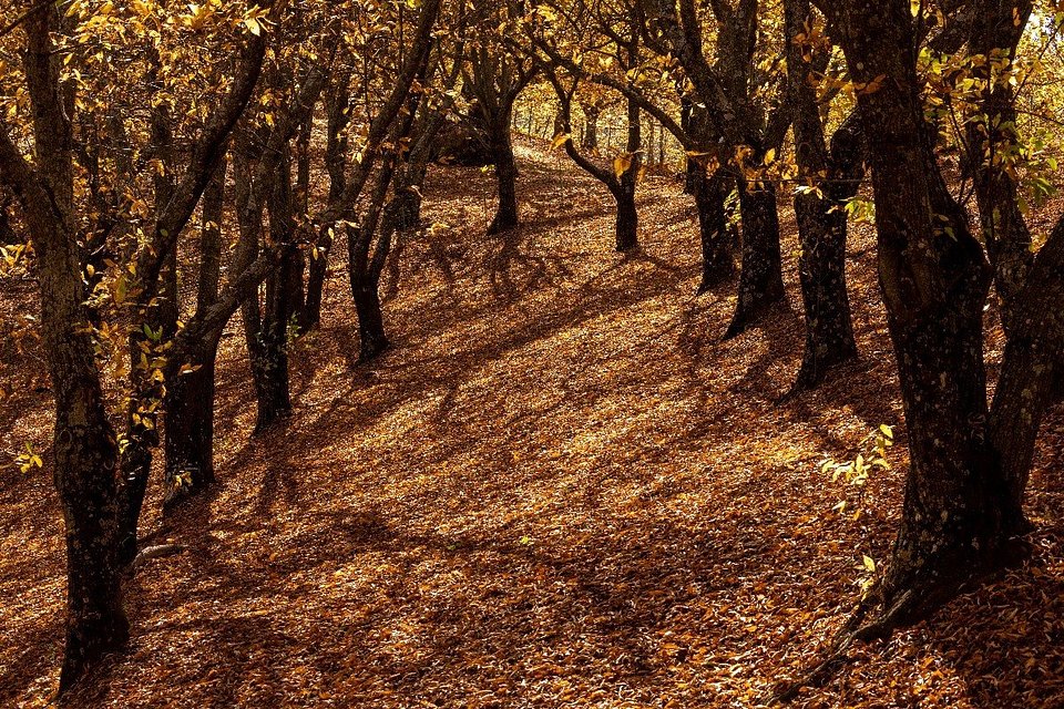 Imagen : La vallée du Guadalhorce en automne. Crédits : Turismo Costa del Sol.