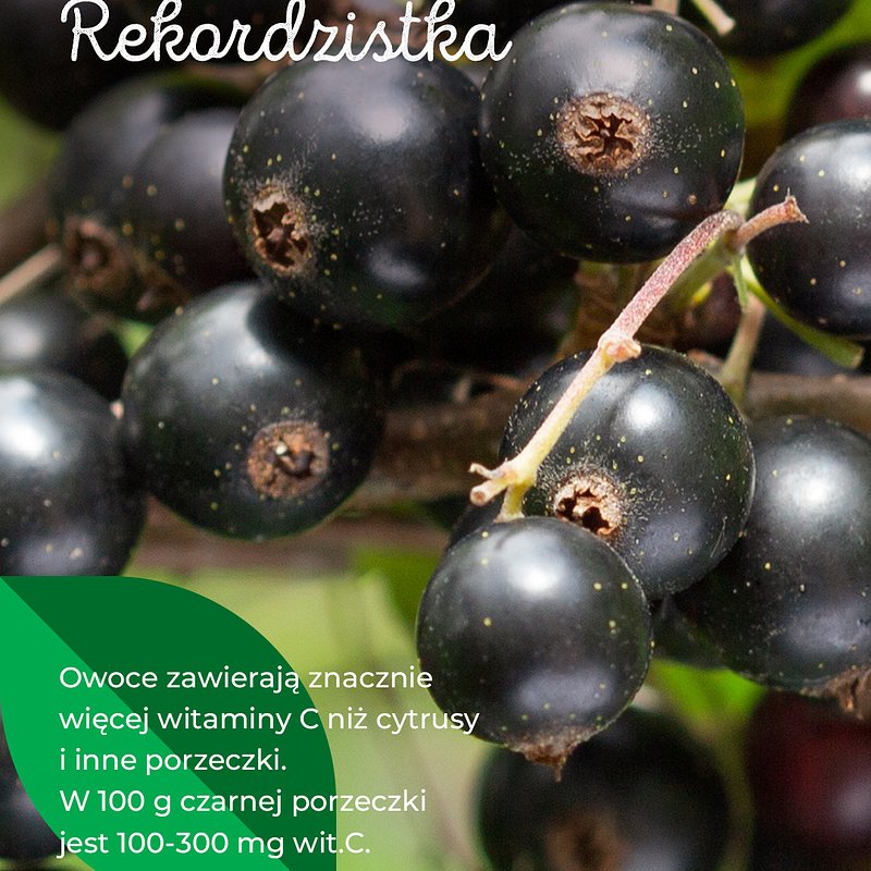 SUPEROWOCE-czarna porzeczka-1080x1350_18.jpg