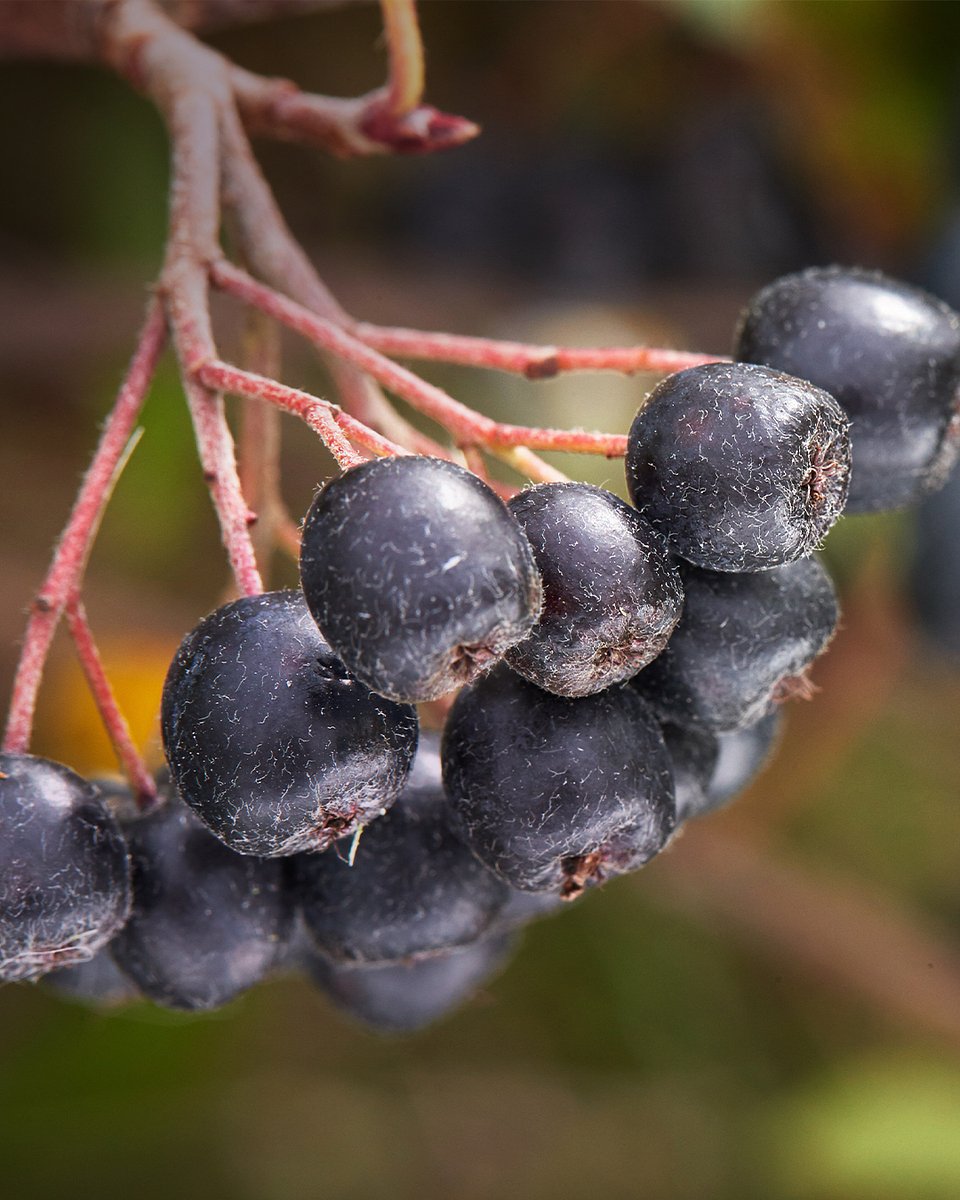 Superowoce_ARONIA_1080x1350_22b.jpg