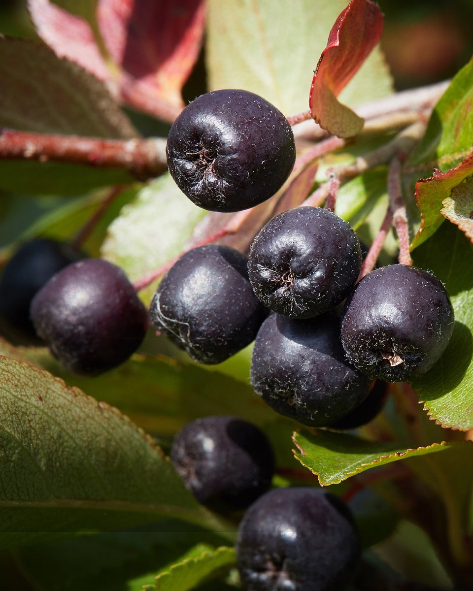 Superowoce_ARONIA_1080x1350_21b.jpg