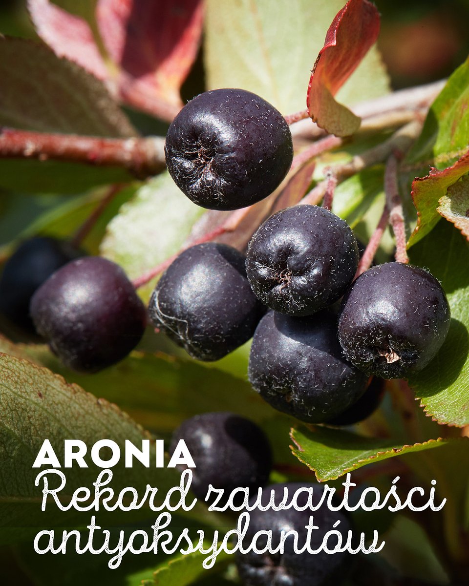 Superowoce_ARONIA_1080x1350_21.jpg