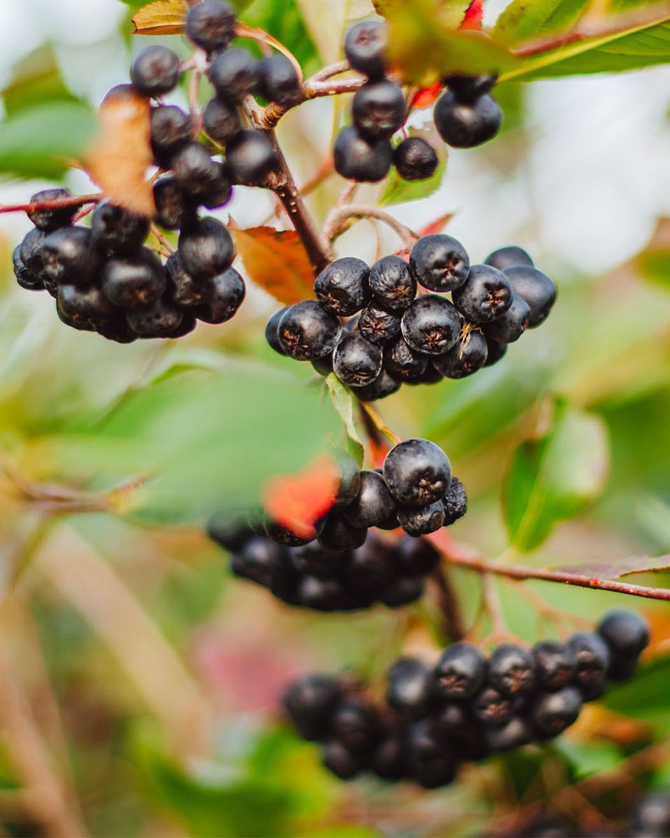 Superowoce_ARONIA_1080x1350_20b.jpg