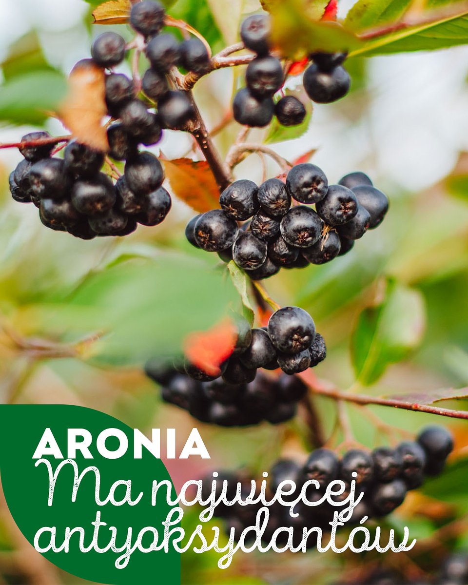 Superowoce_ARONIA_1080x1350_20.jpg
