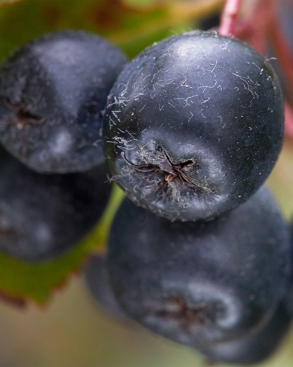 Superowoce_ARONIA_1080x1350_14b.jpg