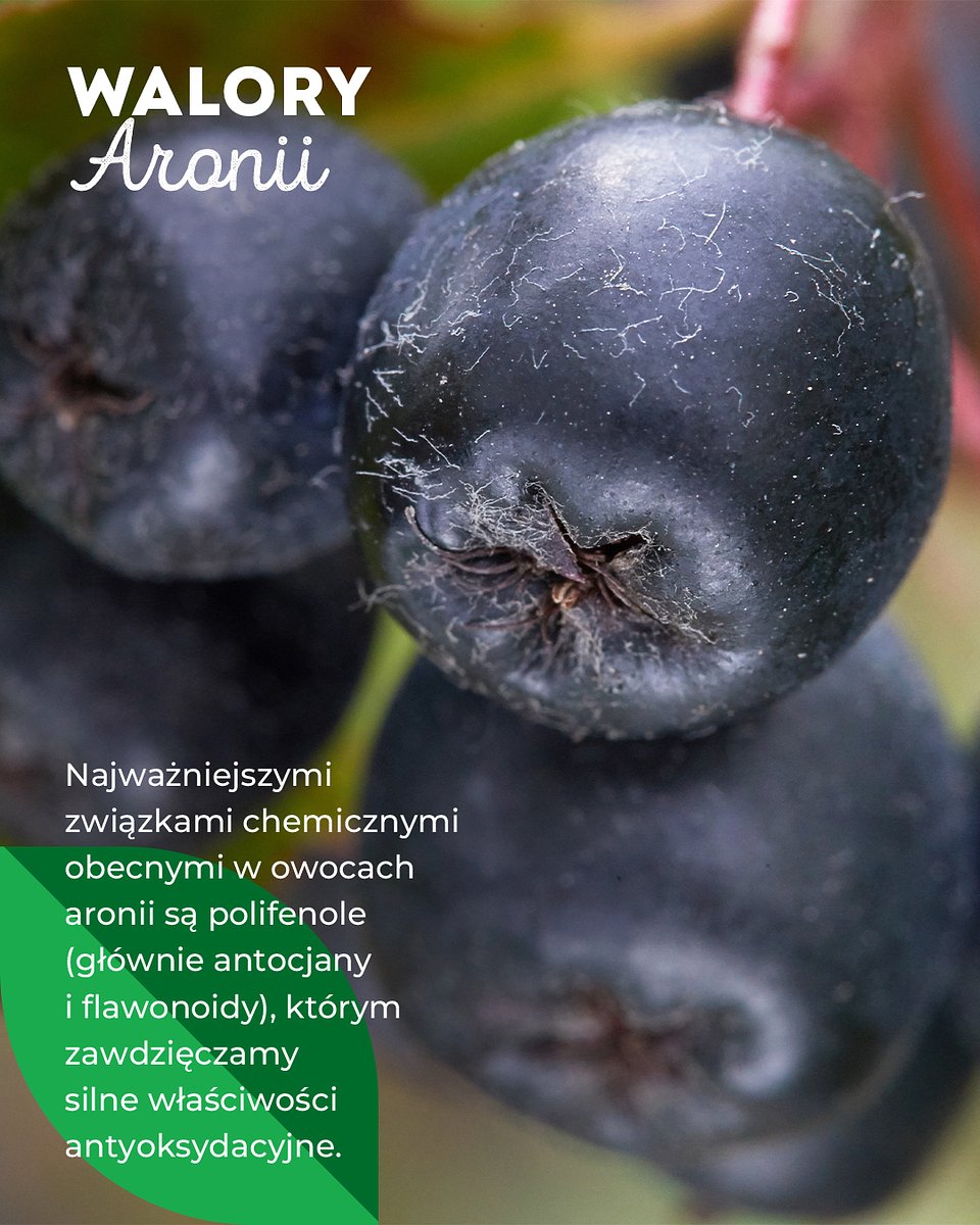 Superowoce_ARONIA_1080x1350_14.jpg