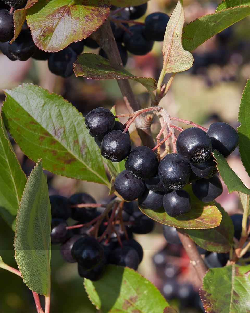 Superowoce_ARONIA_1080x1350_13b.jpg