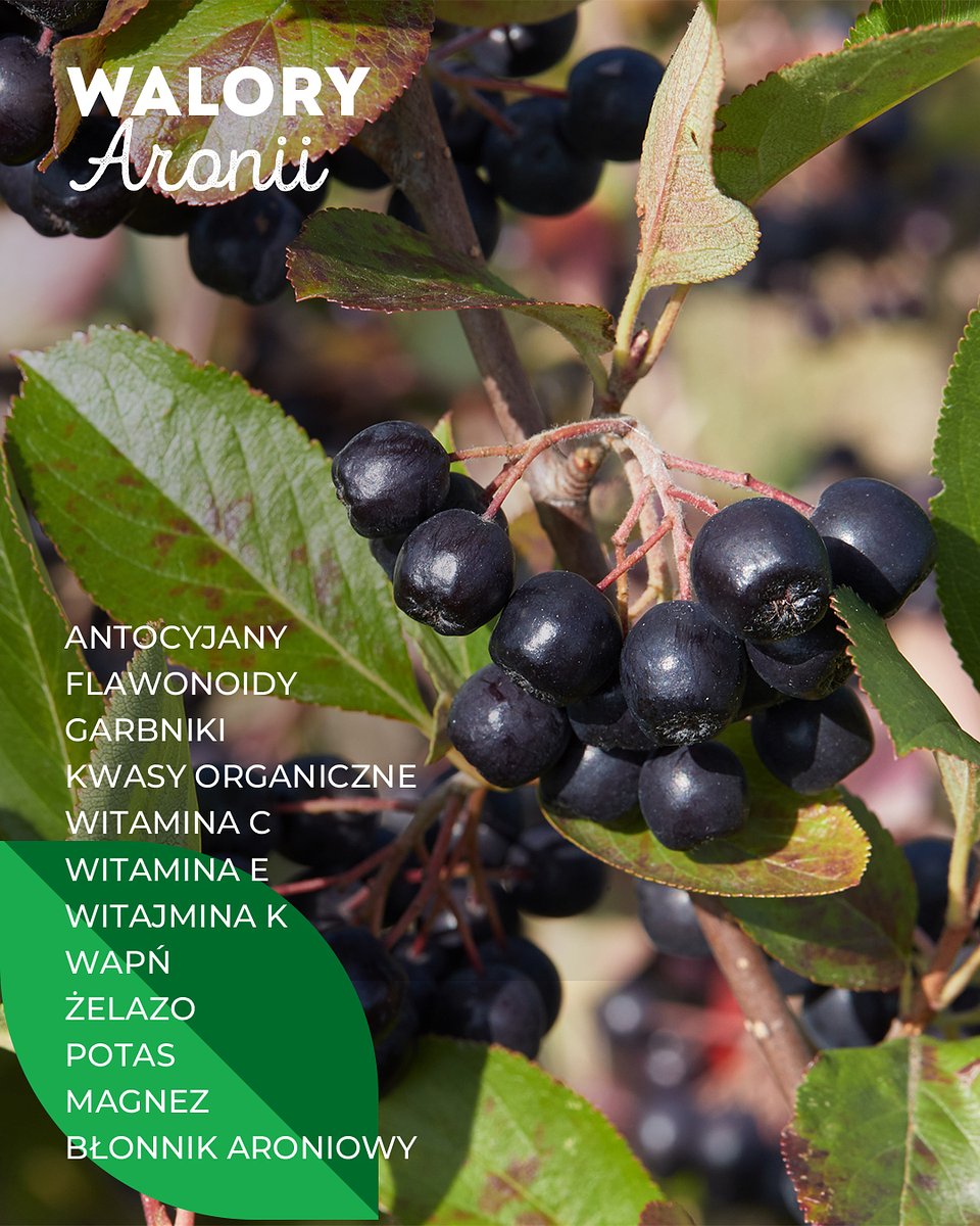 Superowoce_ARONIA_1080x1350_13.jpg