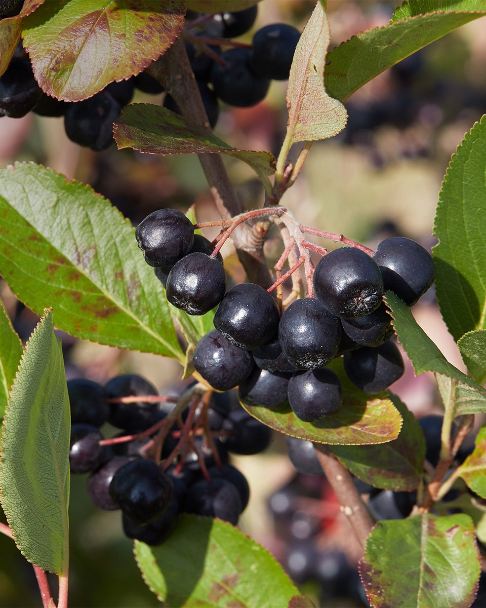 Superowoce_ARONIA_1080x1350_12b.jpg