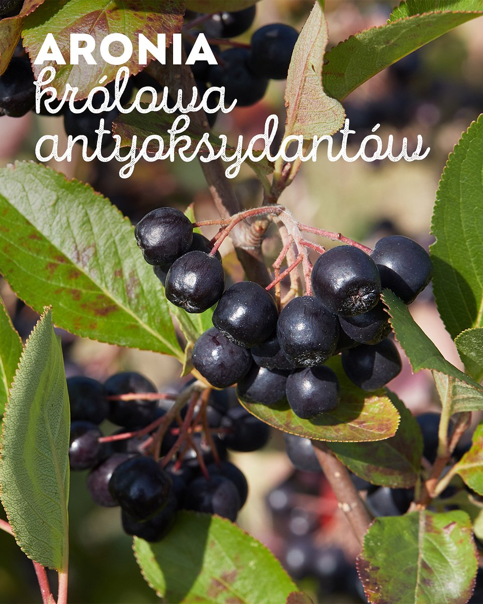 Superowoce_ARONIA_1080x1350_12.jpg
