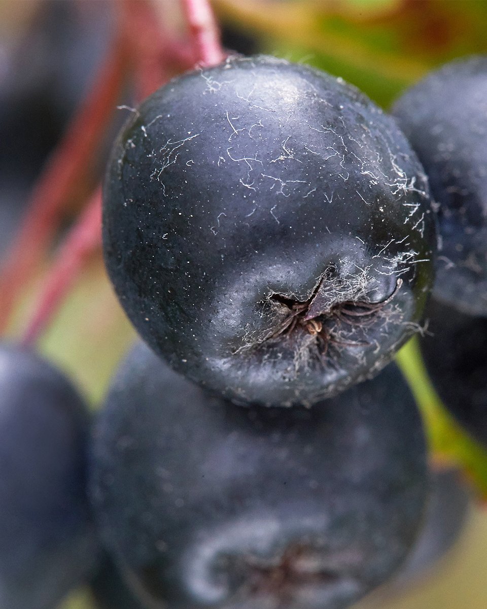 Superowoce_ARONIA_1080x1350_11b.jpg
