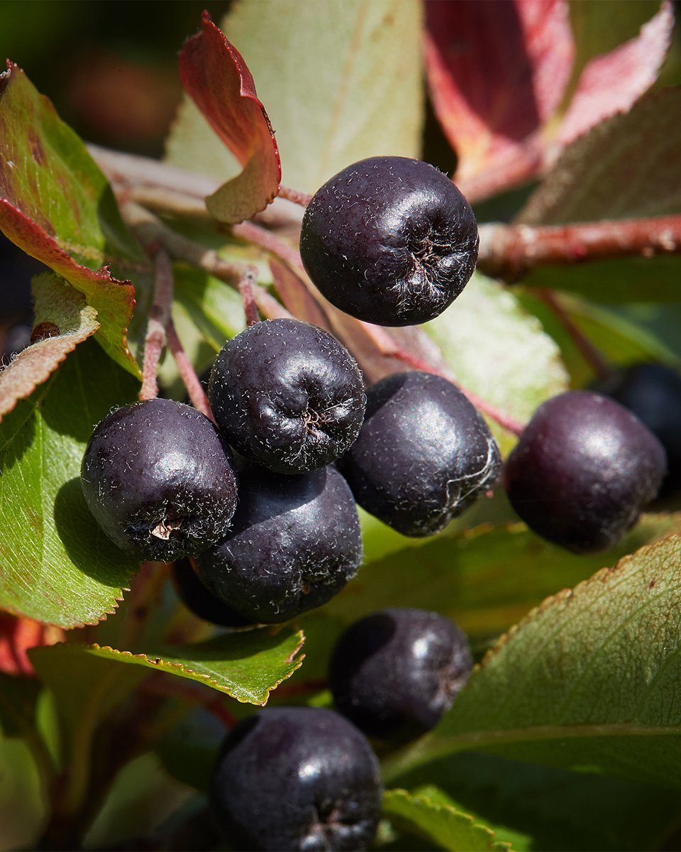 Superowoce_ARONIA_1080x1350_10b.jpg