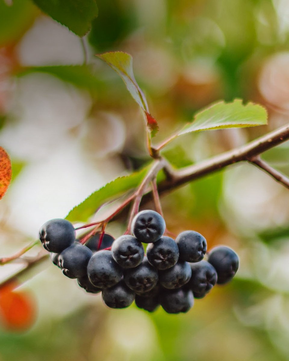 Superowoce_ARONIA_1080x1350_07b.jpg