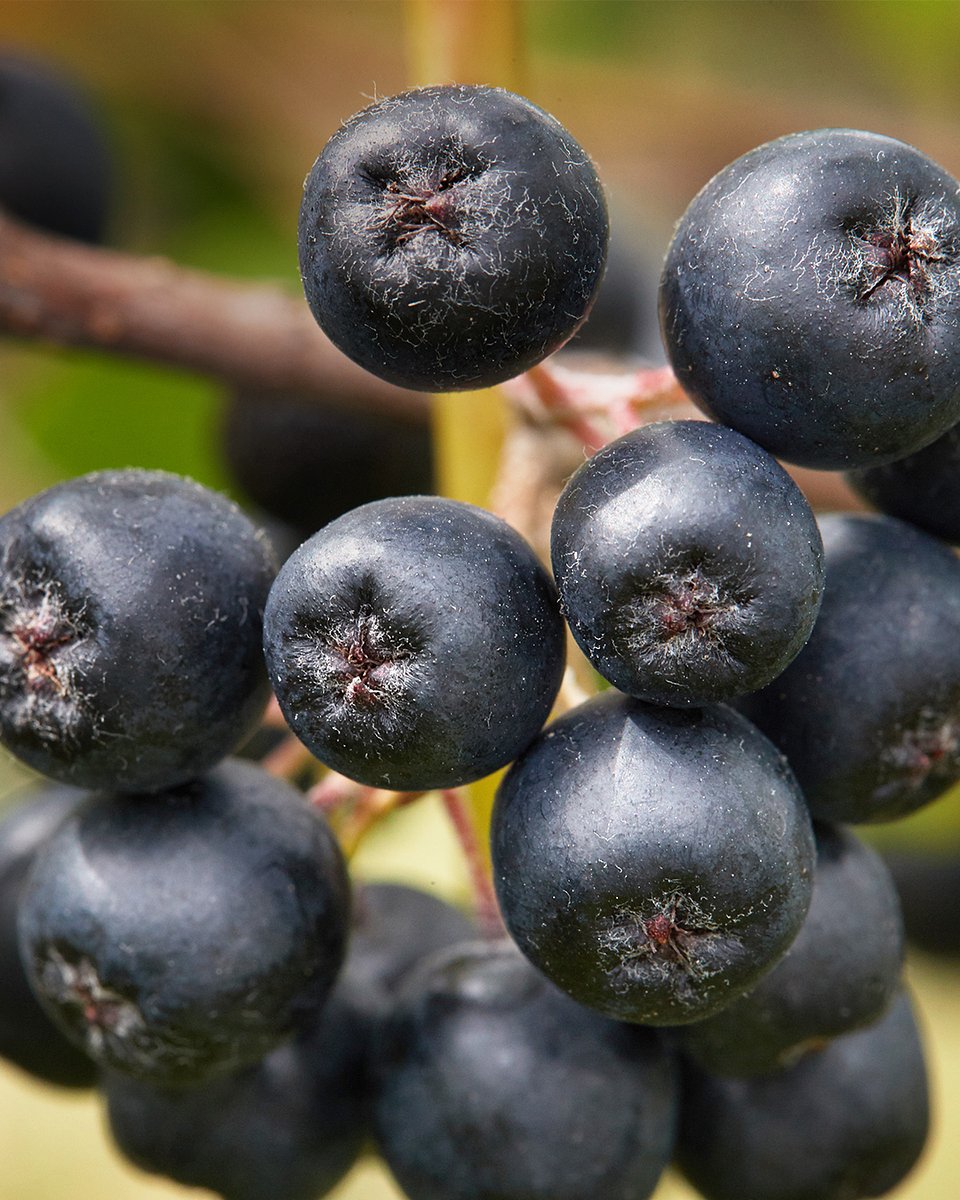 Superowoce_ARONIA_1080x1350_06b.jpg
