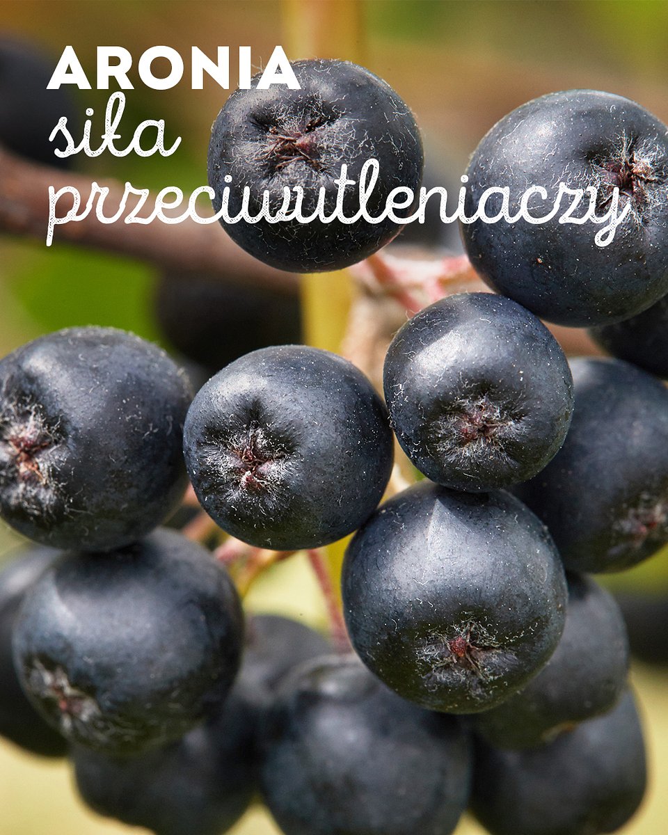 Superowoce_ARONIA_1080x1350_06.jpg