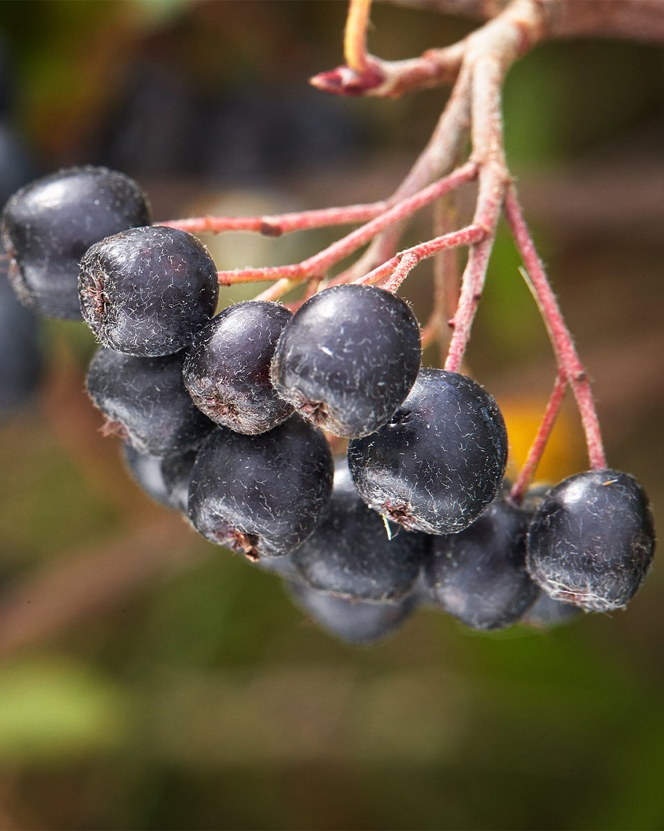 Superowoce_ARONIA_1080x1350_03b.jpg