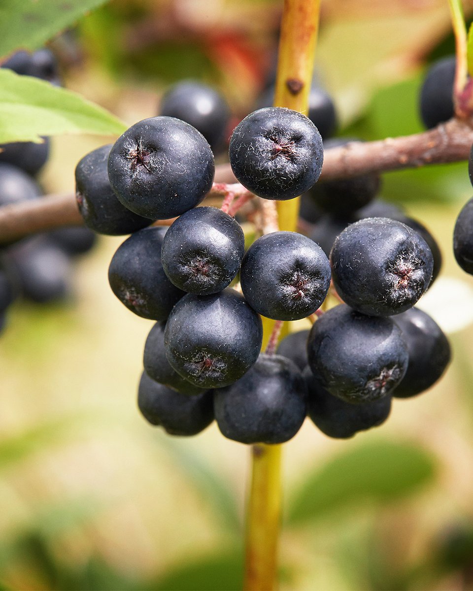 Superowoce_ARONIA_1080x1350_01b.jpg