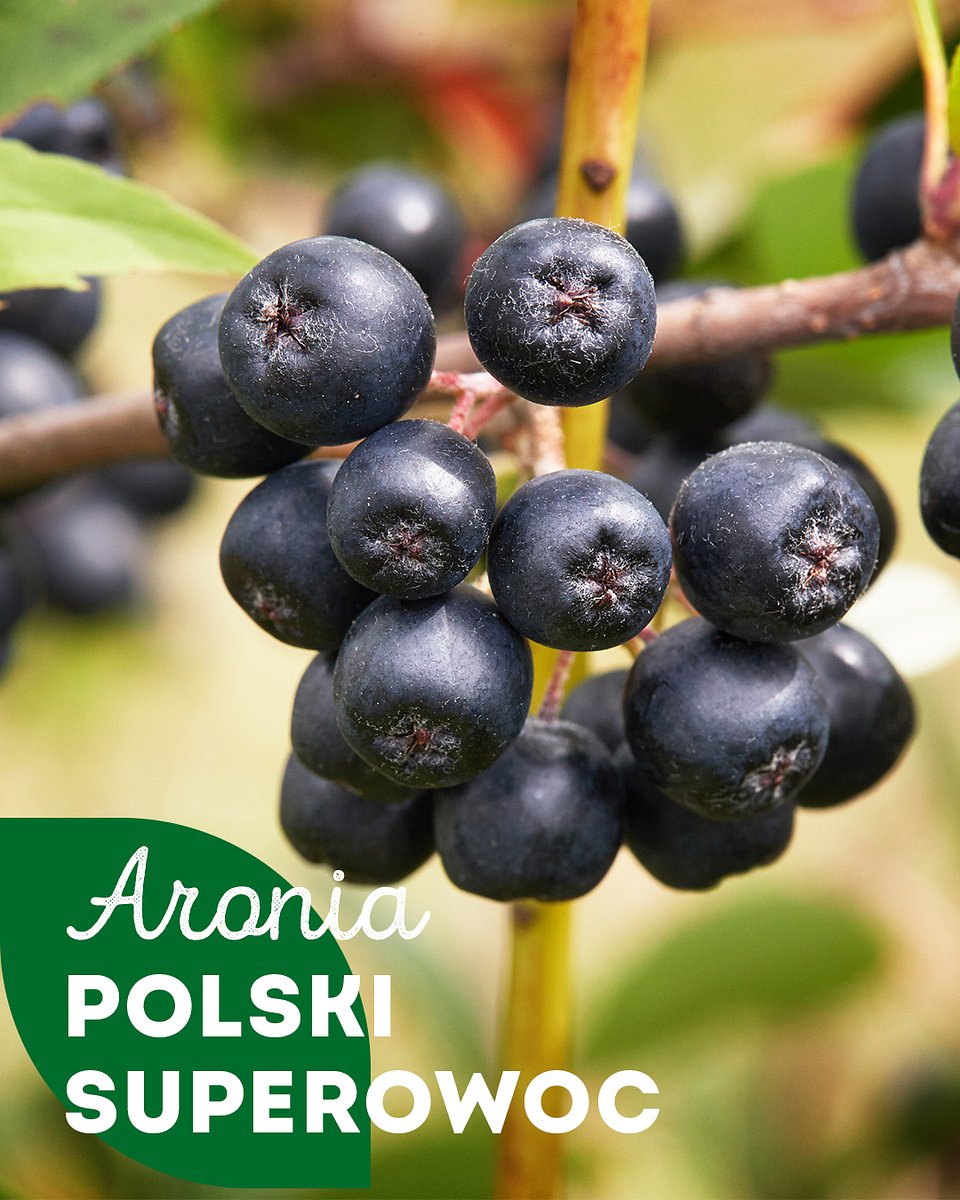 Superowoce_ARONIA_1080x1350_01.jpg