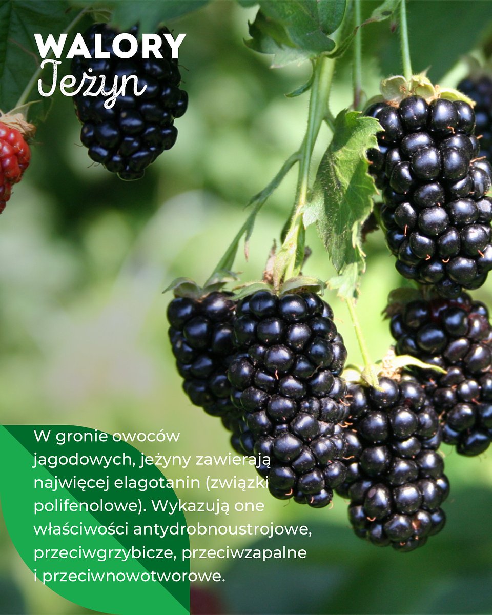 Superowoce_JEŻYNY_1080x1350_8.jpg
