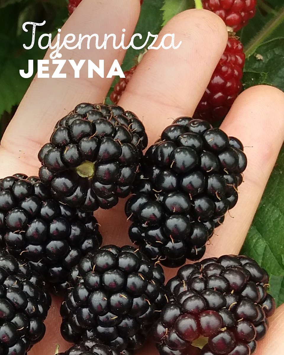 Superowoce_JEŻYNY_1080x1350_5.jpg