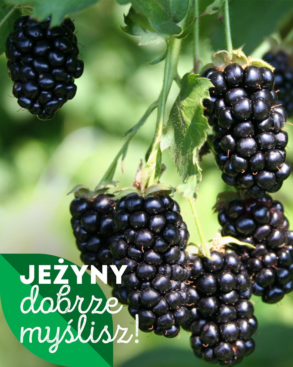Superowoce_JEŻYNY_1080x1350_1.jpg