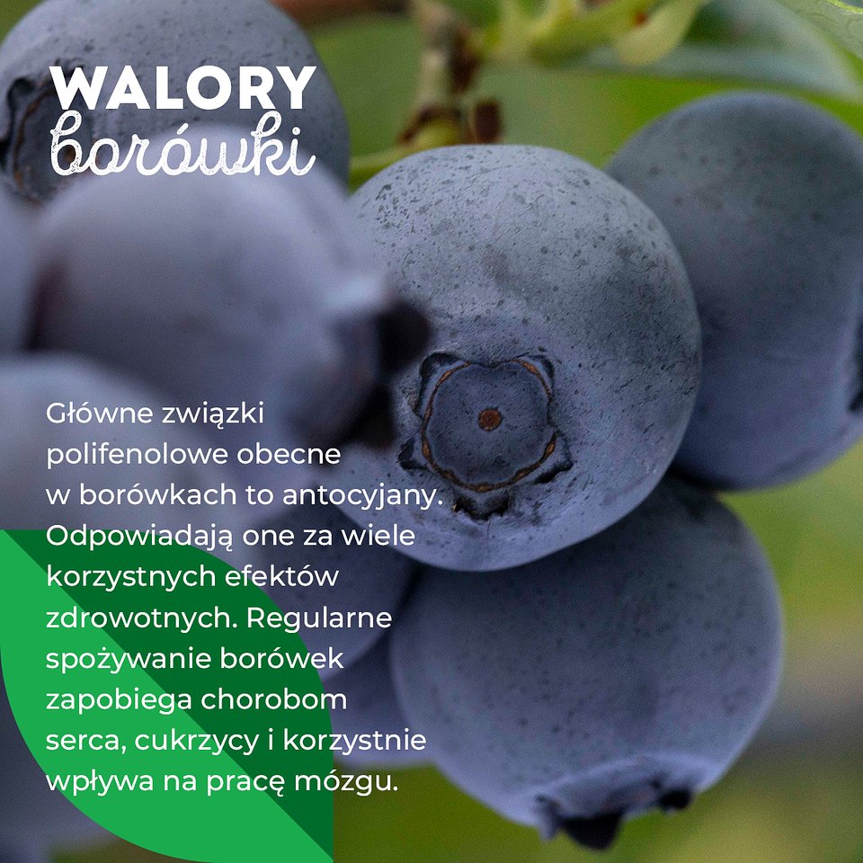 SUPEROWOCE Borówka  (8).jpg