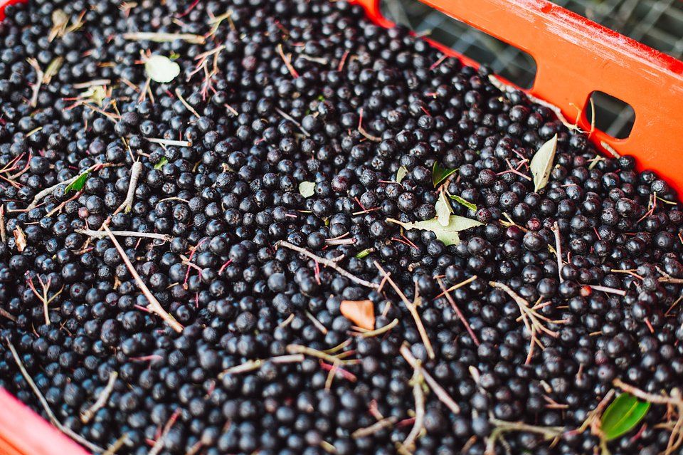 ARONIA Sierpień_2025 (47).jpg