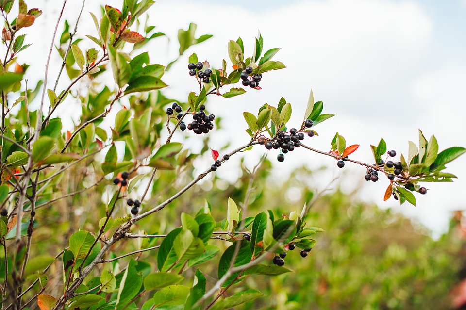 ARONIA Sierpień_2025 (45).jpg