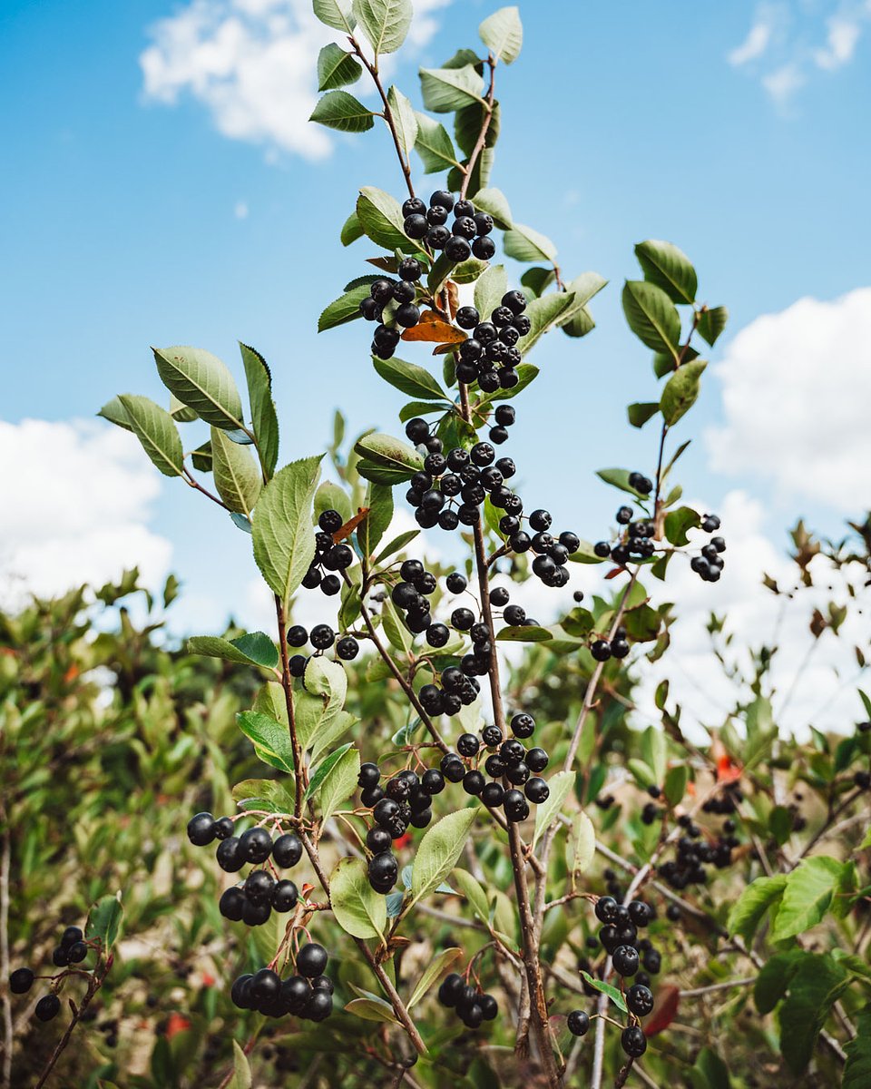 ARONIA Sierpień_2025 (23).jpg