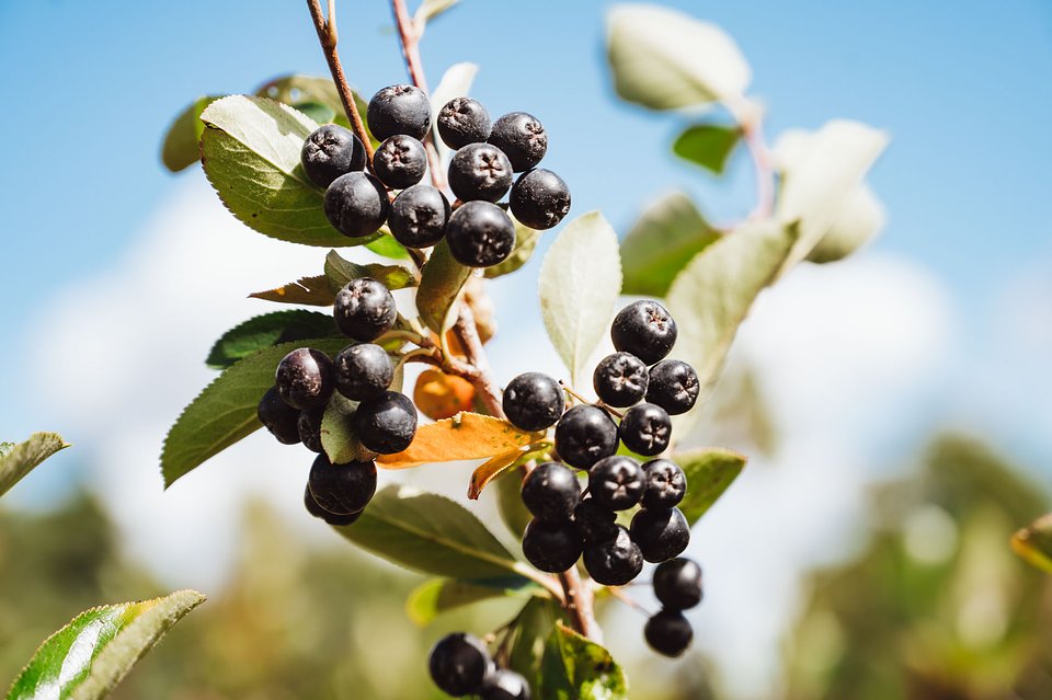 ARONIA Sierpień_2025 (22).jpg