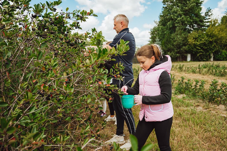 ARONIA Sierpień_2025 (19).jpg