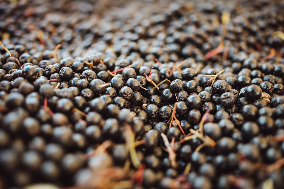 ARONIA Sierpień_2025 (11).jpg