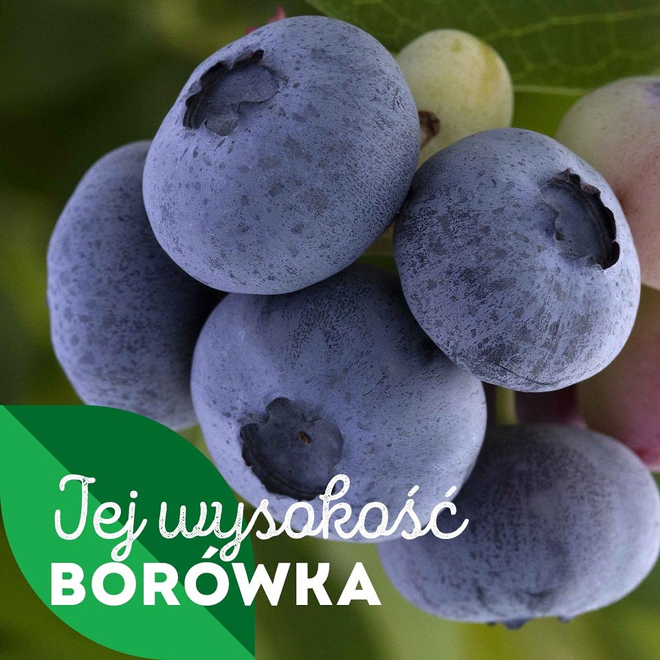 SUPEROWOCE Borówki (5).jpg